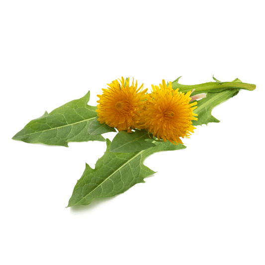 Dandelion Leaf