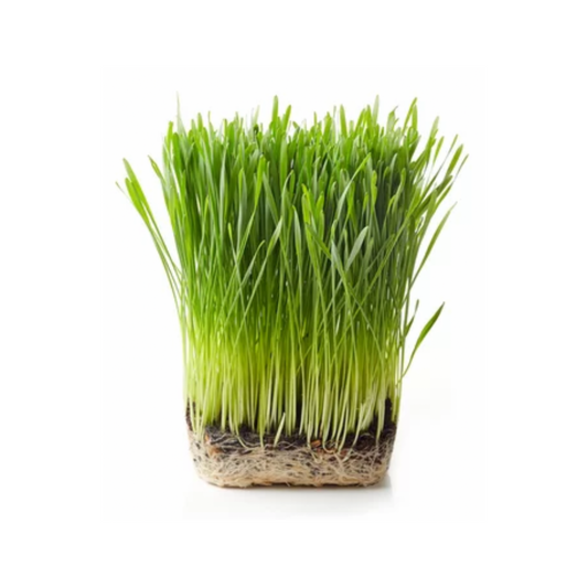 Wheat Grass