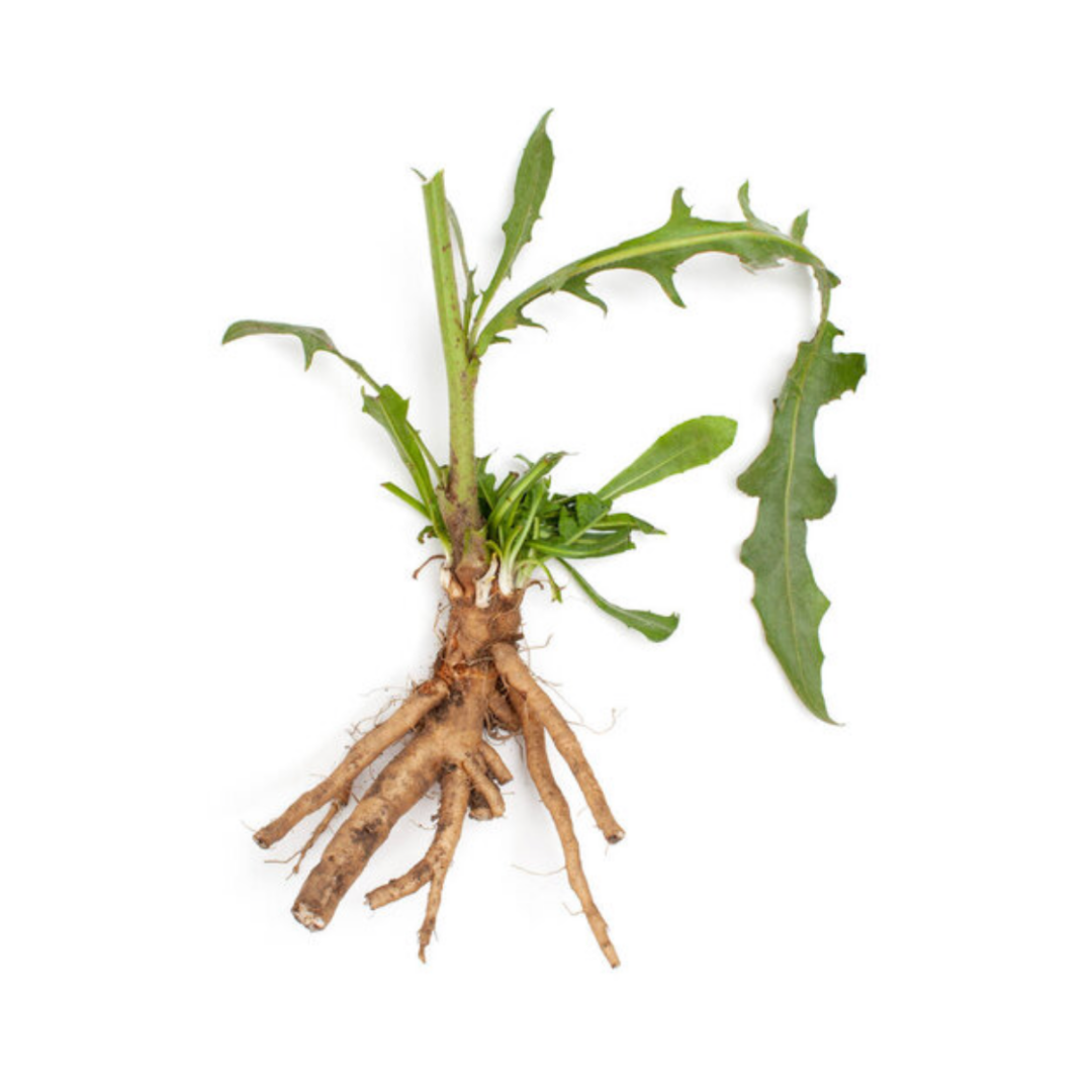 Chicory Root