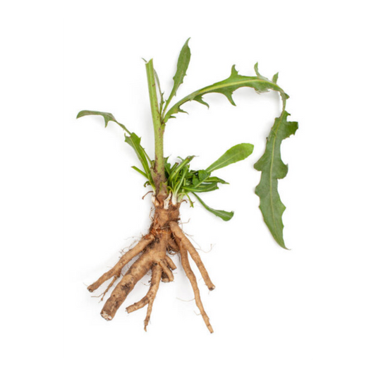 Chicory Root