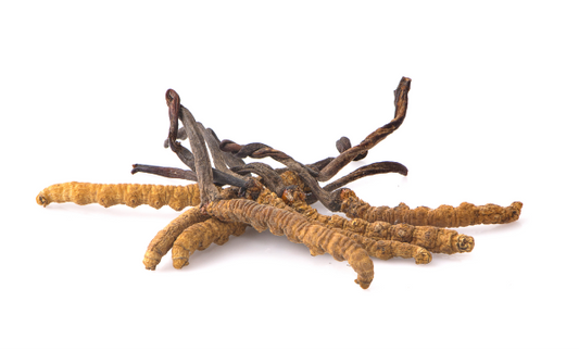 Cordyceps