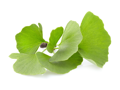 Ginkgo