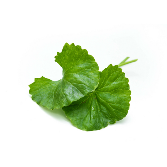 Gotu Kola