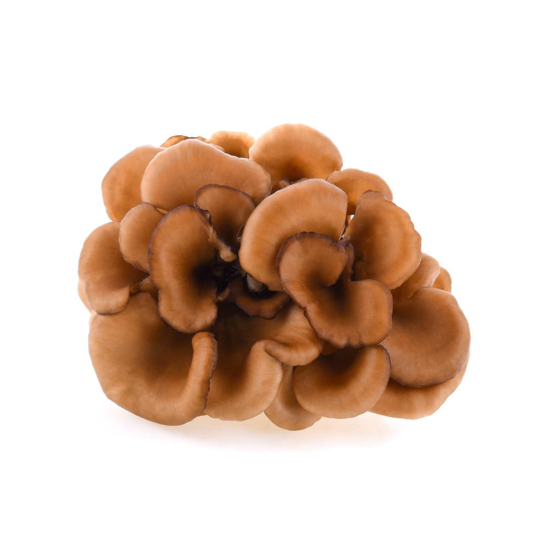Maitake Mushroom