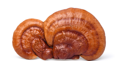 Reishi