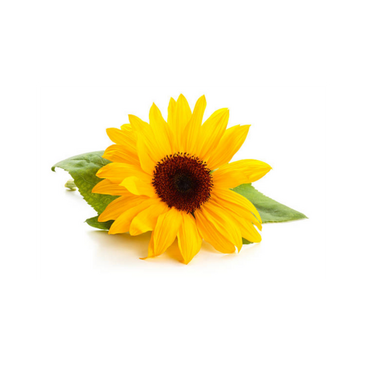 Sunflower Lecithin