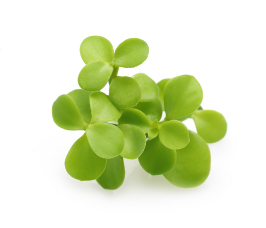 Bacopa