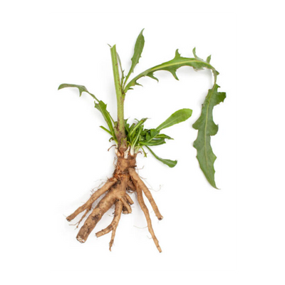 Chicory Root