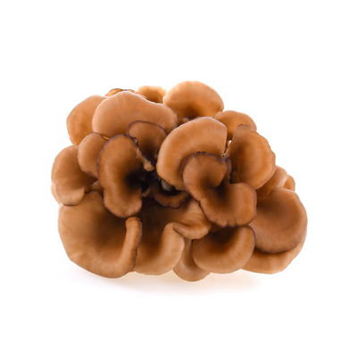 Maitake Mushroom