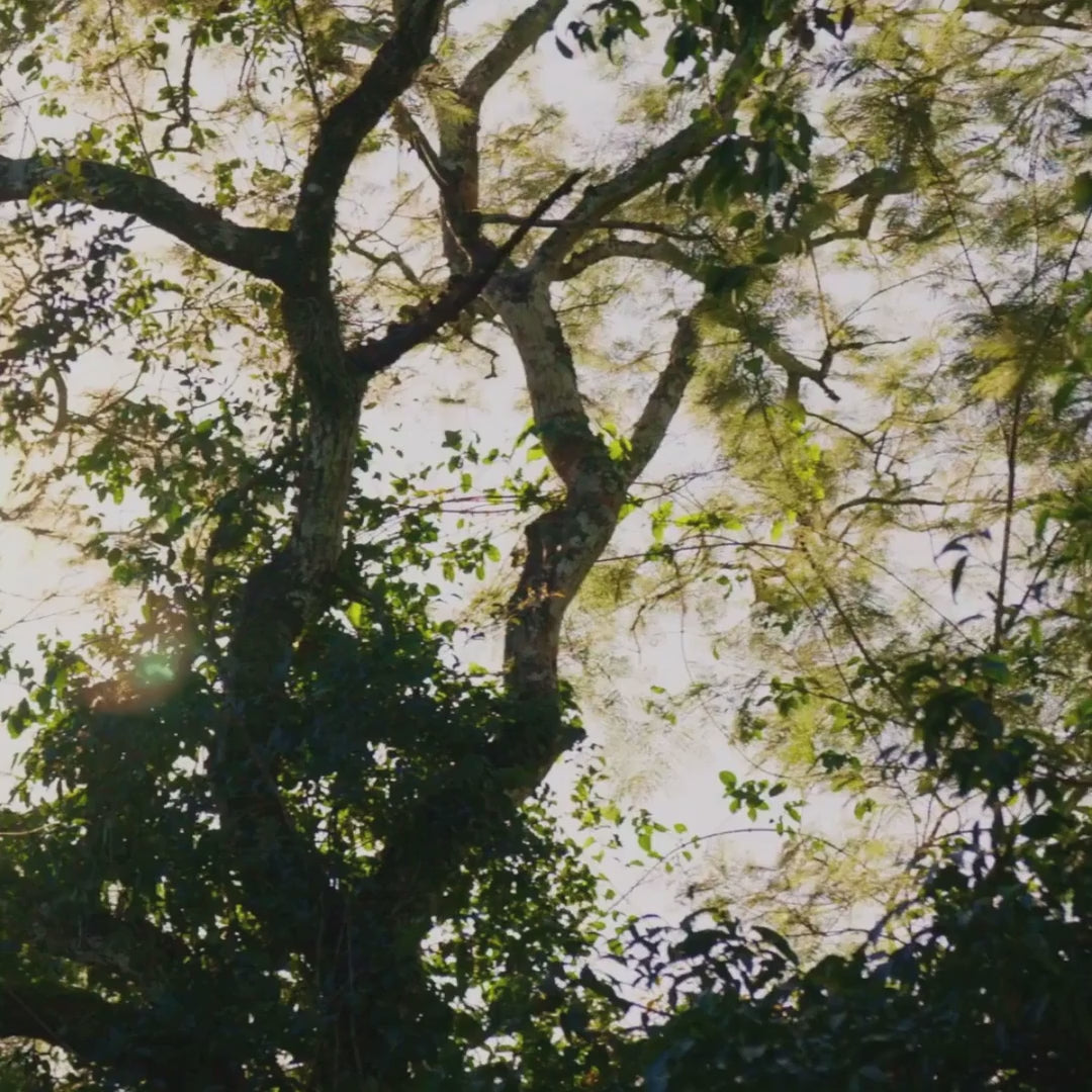 Life Essence たまひよ品　1000ｍｌ ぽたぽた 1,000mlLife Essence エコウォーター Life Essence ライフ